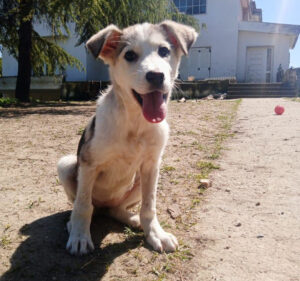 Azul Zorro Dogsavior Apr25 2