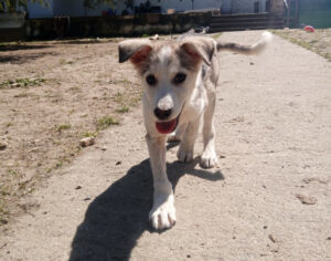 Azul Zorro Dogsavior Apr25 4