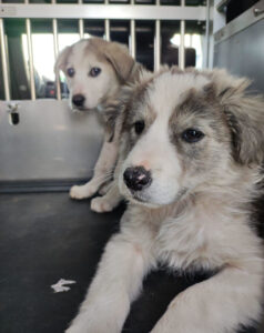 Azul Zorro Dogsavior Apr25 8