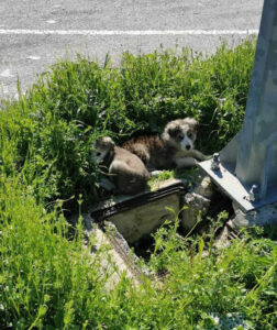 Azul Zorro Dogsavior Apr25 9