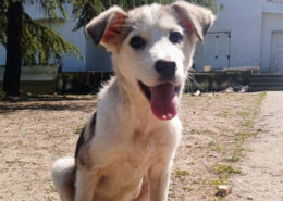 Azul Zorro Dogsavior Apr25 Beitragsbild
