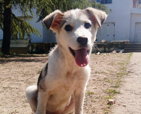 Azul Zorro Dogsavior Apr25 Beitragsbild