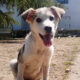 Azul Zorro Dogsavior Apr25 Beitragsbild