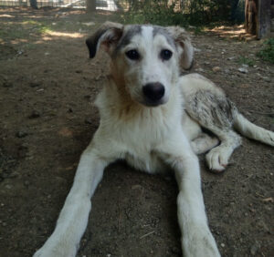 Hund liegt auf staubigem Boden im Schatten eines Baumes.