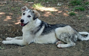 Ein braun-weißer Hund liegt im Freien auf erdigem Boden.