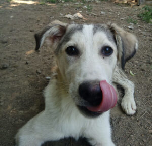 Hund streckt die Zunge heraus und liegt auf erdiger Oberfläche.