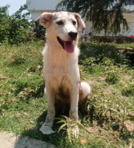 Hund sitzt im sonnigen Garten mit üppiger Vegetation im Hintergrund.