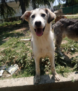 Ein Hund steht auf einem Bordstein in einem sonnigen Gartenbereich.