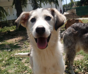 Ein fröhlicher Hund steht auf einer Wiese vor einem Gebäude im Sonnenlicht.