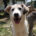 Azul Zorro Dogsavior Jun25 Beitragsbild