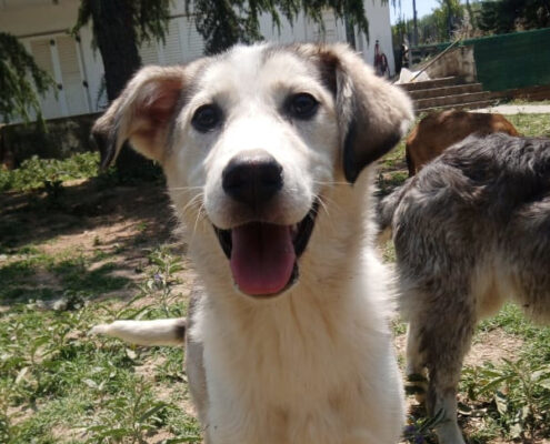 Azul Zorro Dogsavior Jun25 Beitragsbild