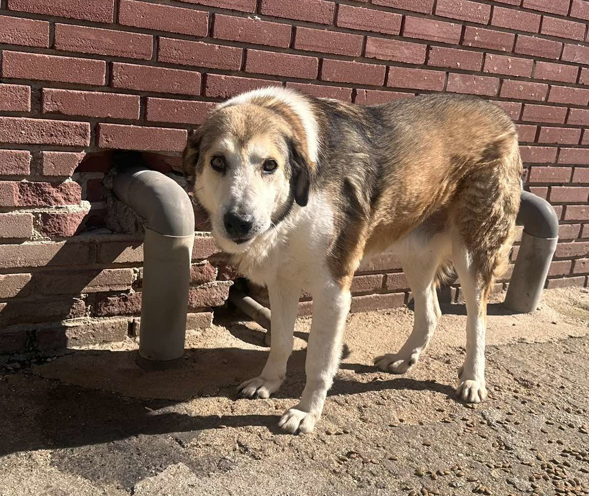 Bello Zorro Dogsavior Apr25 1