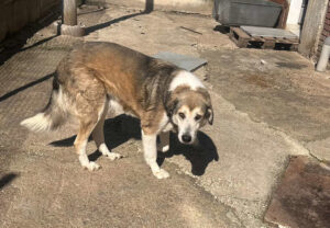 Bello Zorro Dogsavior Apr25 2