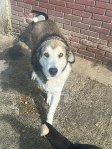 Bello Zorro Dogsavior Apr25 4