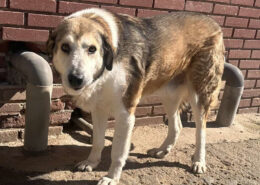 Bello Zorro Dogsavior Apr25 Beitragsbild