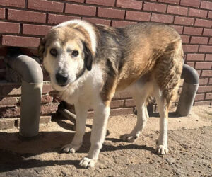 Bello Zorro Dogsavior Apr25 Beitragsbild