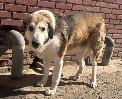 Bello Zorro Dogsavior Apr25 Beitragsbild