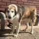 Bello Zorro Dogsavior Apr25 Beitragsbild