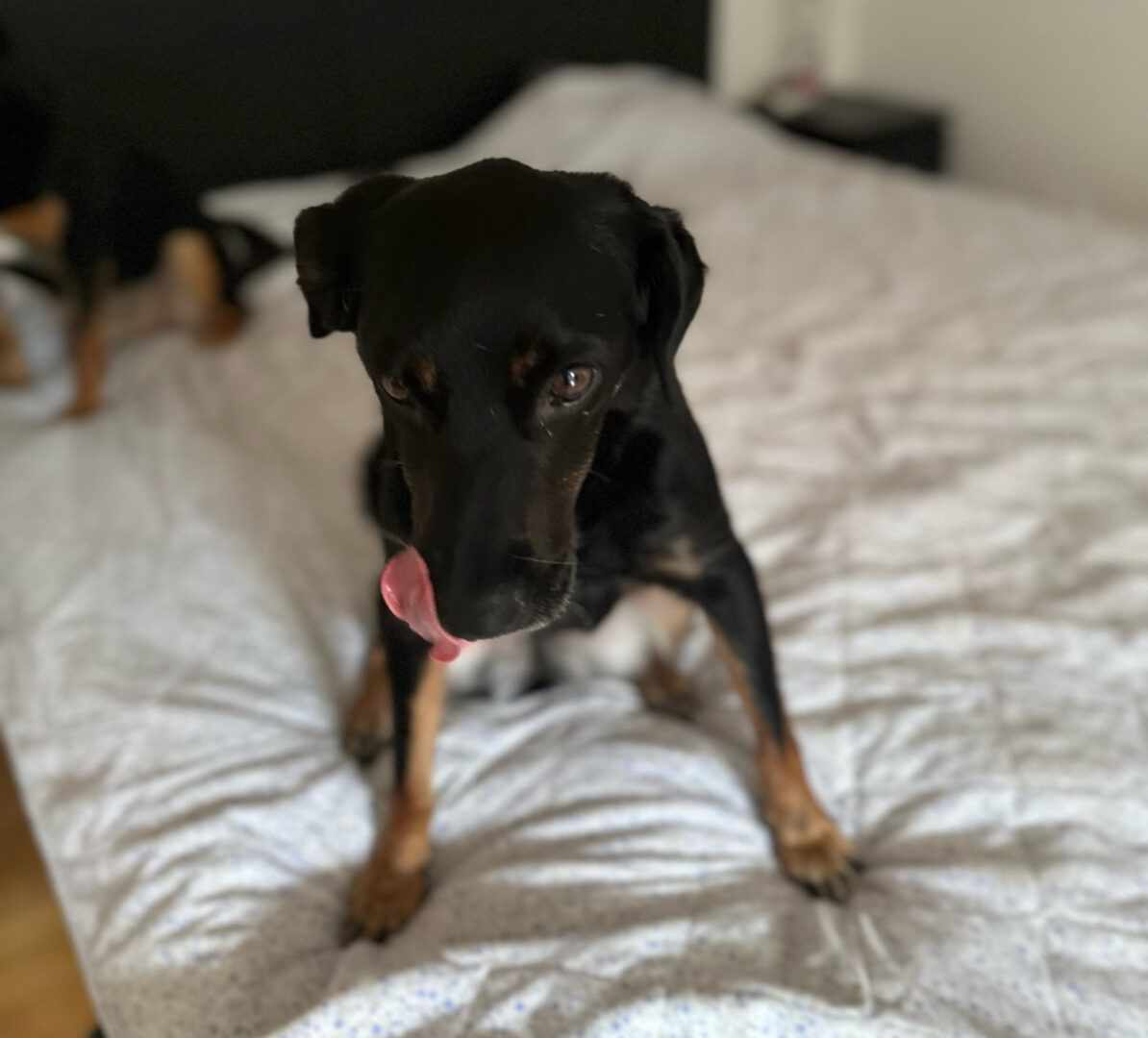 Brenda Zorro Dogsavior 2023 1