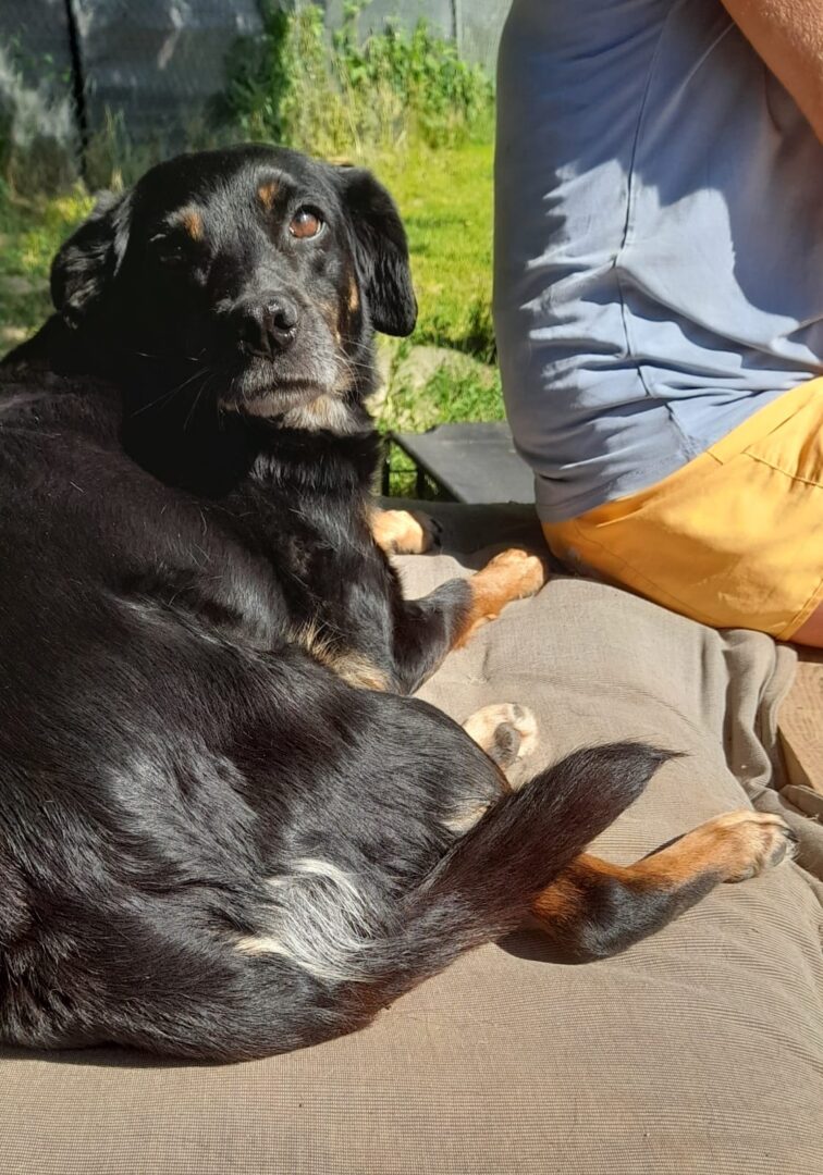 Brenda Zorro Dogsavior Apr25 1