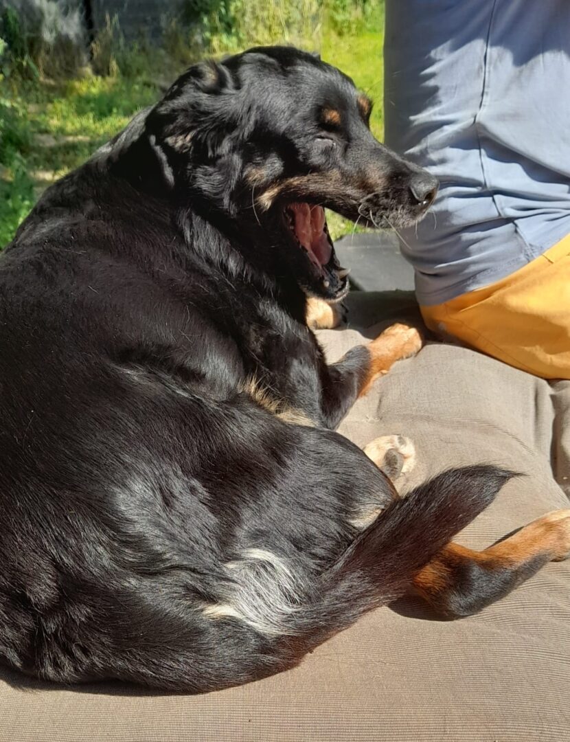 Brenda Zorro Dogsavior Apr25 2