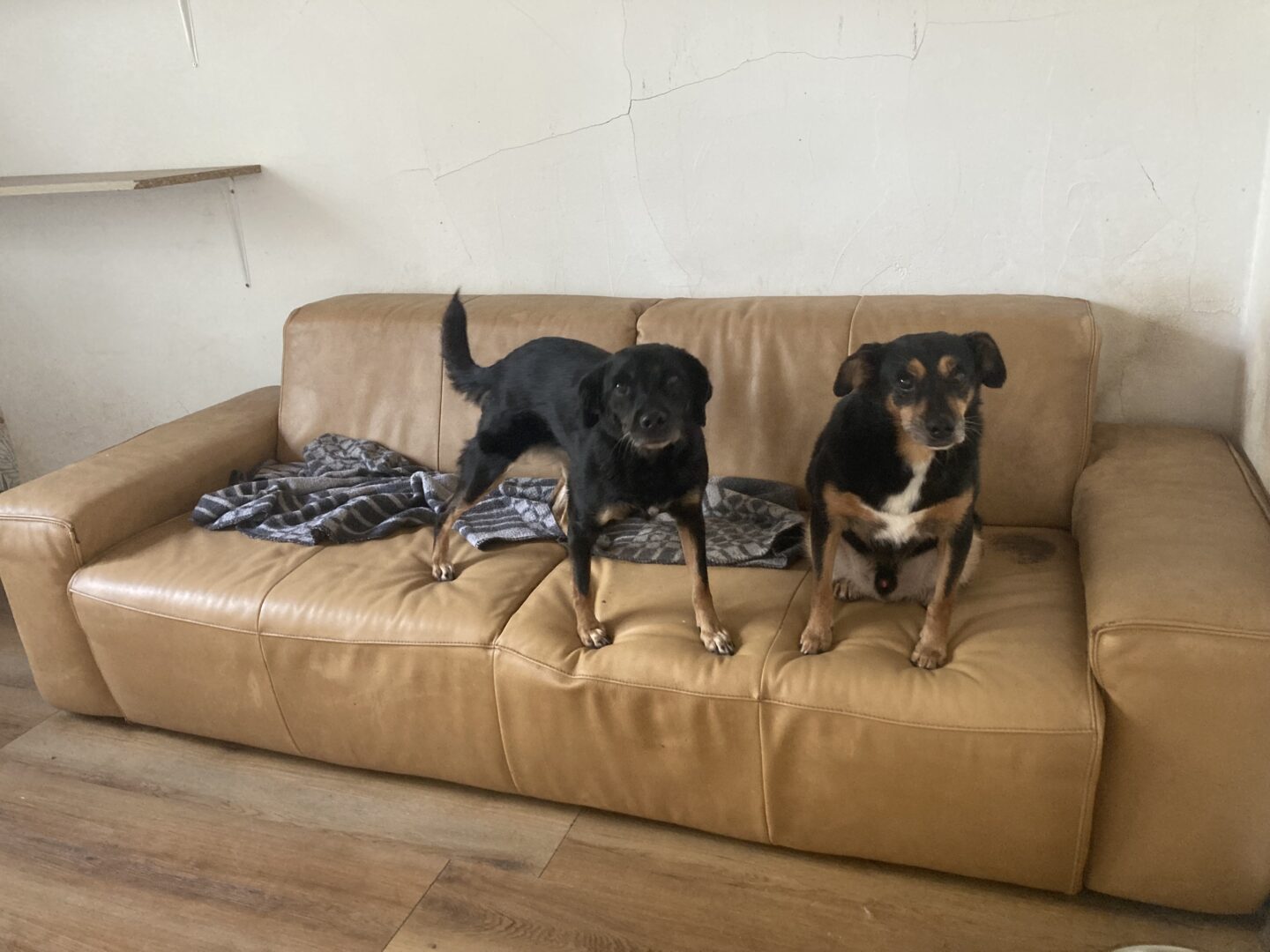 Brenda Zorro Dogsavior Apr25 5
