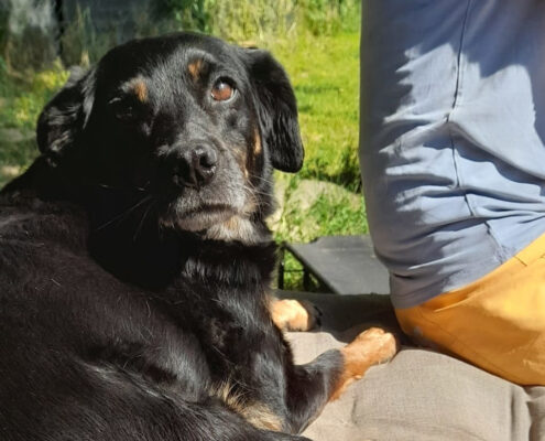 Brenda Zorro Dogsavior Apr25 Beitragsbild