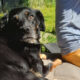 Brenda Zorro Dogsavior Apr25 Beitragsbild