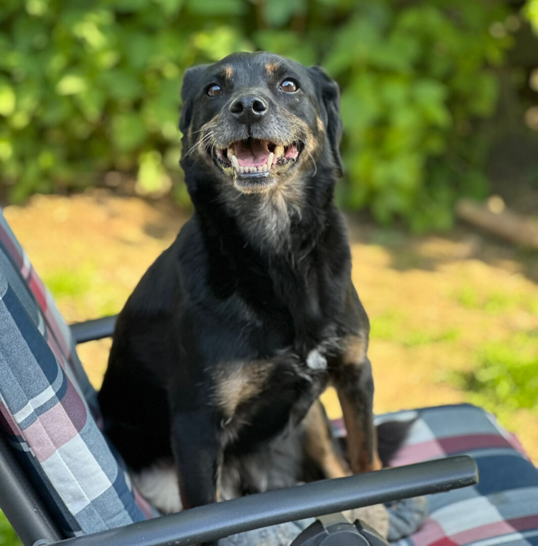 Brenda Zorro Dogsavior Mai25 1