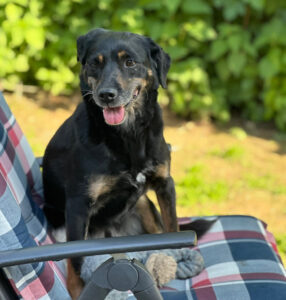 Brenda Zorro Dogsavior Mai25 2