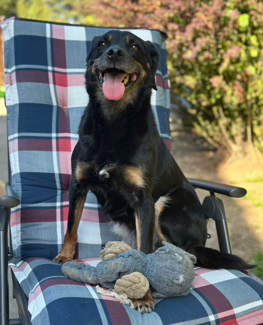 Brenda Zorro Dogsavior Mai25 3
