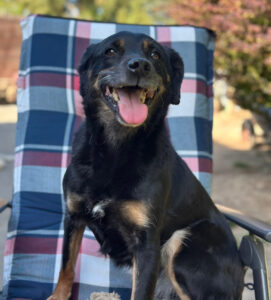 Brenda Zorro Dogsavior Mai25 4