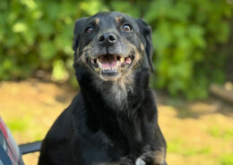 Brenda Zorro Dogsavior Mai25 Beitragsbild