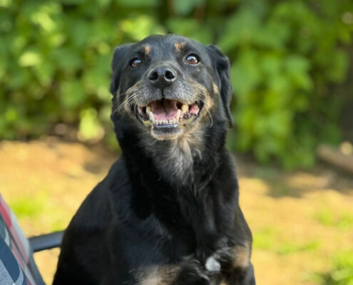 Brenda Zorro Dogsavior Mai25 Beitragsbild