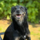 Brenda Zorro Dogsavior Mai25 Beitragsbild