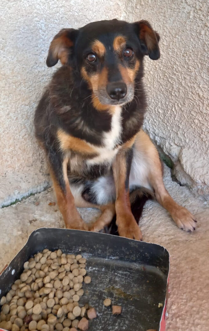 Charlie Zorro Dogsavior 2023 2