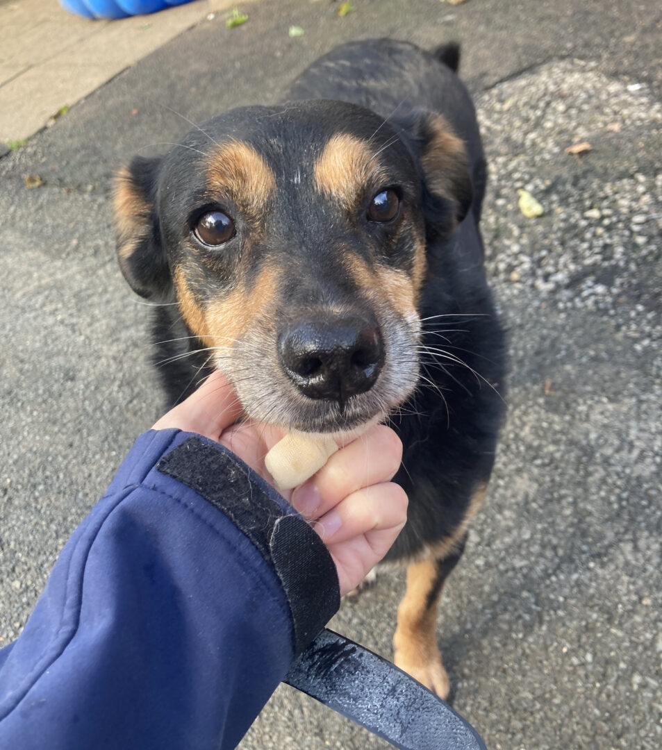 Charlie Zorro Dogsavior Apr25 1