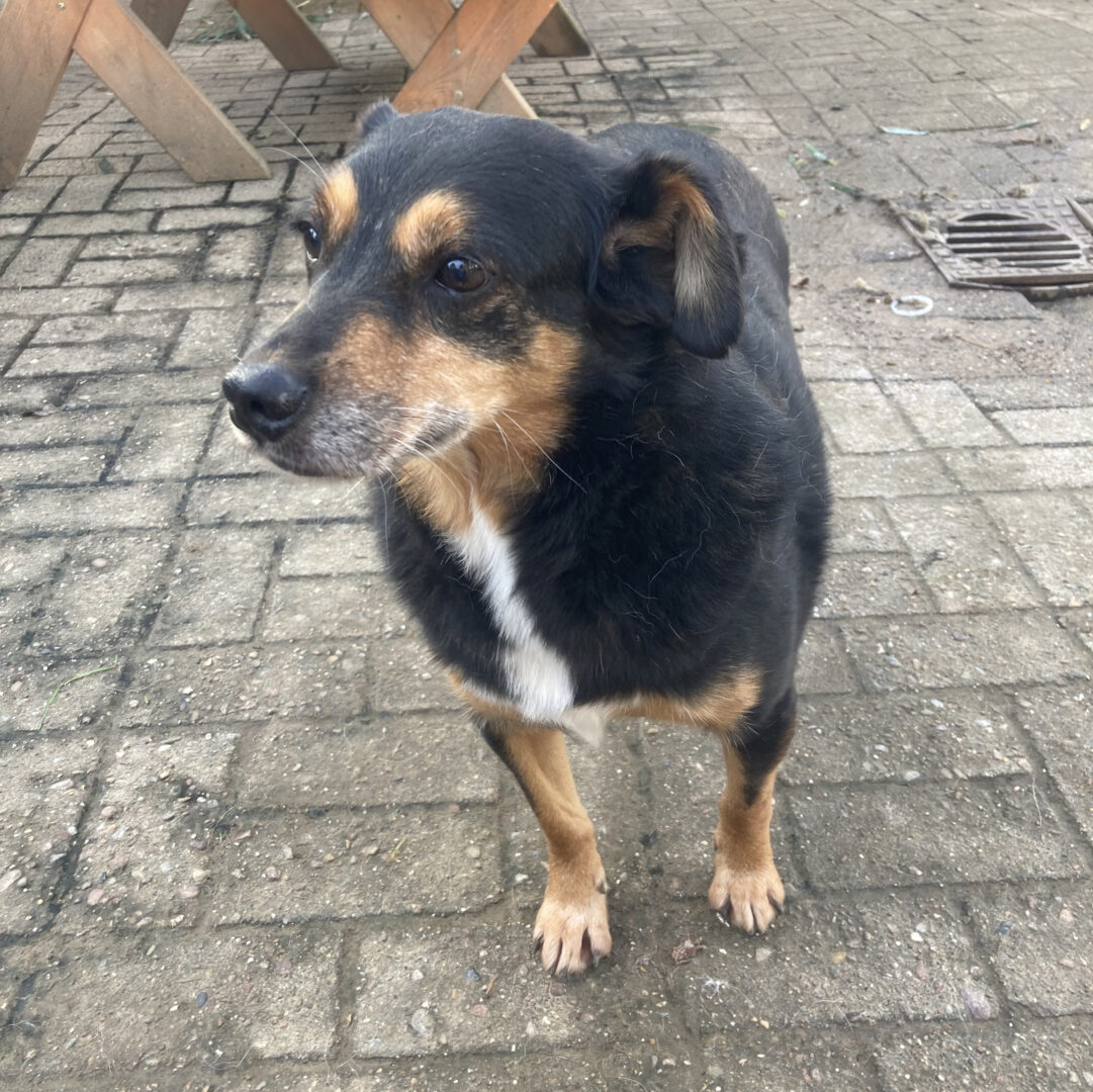 Charlie Zorro Dogsavior Apr25 2
