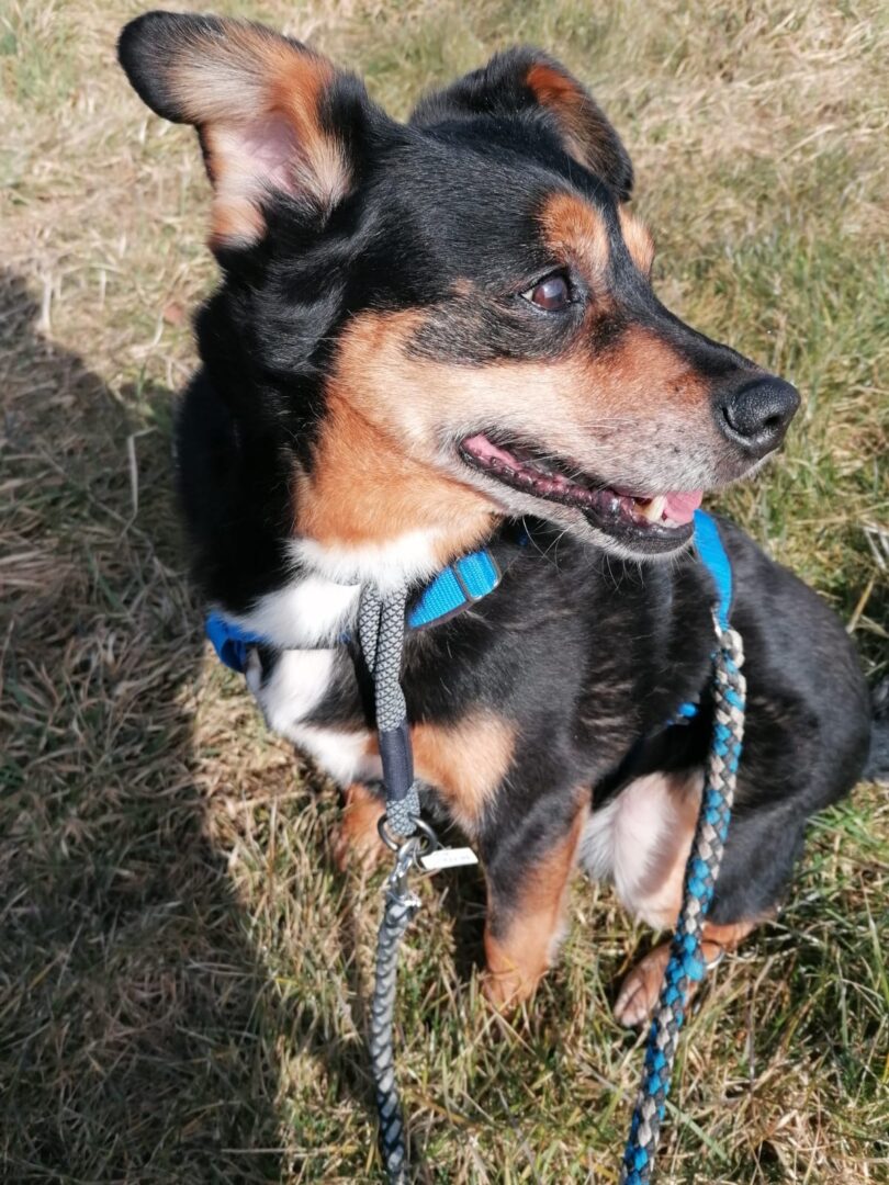 Charlie Zorro Dogsavior Apr25 3