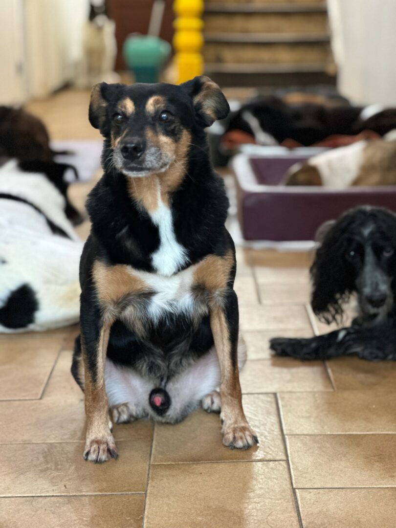 Charlie Zorro Dogsavior Apr25 5