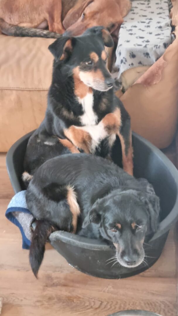 Charlie Zorro Dogsavior Apr25 6