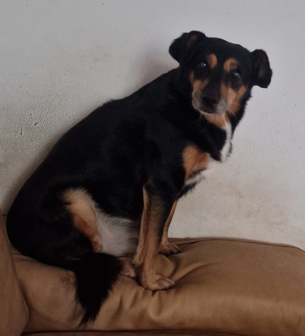 Charlie Zorro Dogsavior Apr25 7