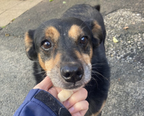 Charlie Zorro Dogsavior Apr25 Beitragsbild