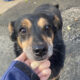 Charlie Zorro Dogsavior Apr25 Beitragsbild