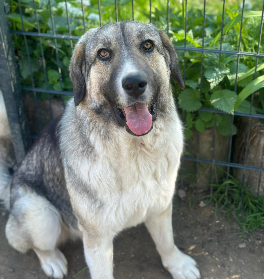 Gobi Zorro Dogsavior Mai25 1