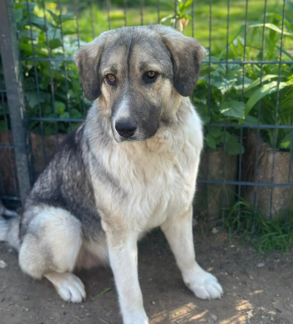 Gobi Zorro Dogsavior Mai25 2