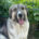 Gobi Zorro Dogsavior Mai25 Beitragsbild
