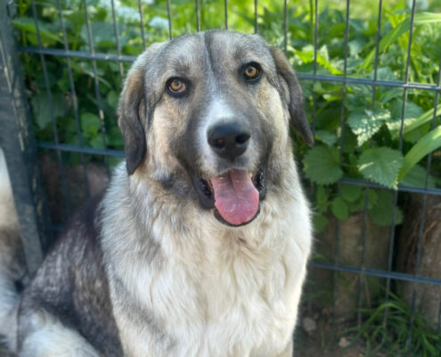 Gobi Zorro Dogsavior Mai25 Beitragsbild
