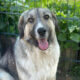 Gobi Zorro Dogsavior Mai25 Beitragsbild