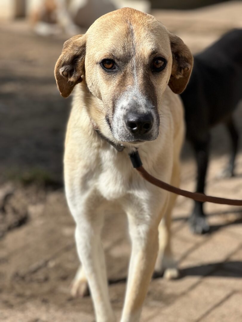 Kaneloni Zorro Dogsavior Apr25 1